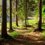 A serene forest view with sunlight filtering through trees by a lake in Bayerisch Eisenstein, Germany.